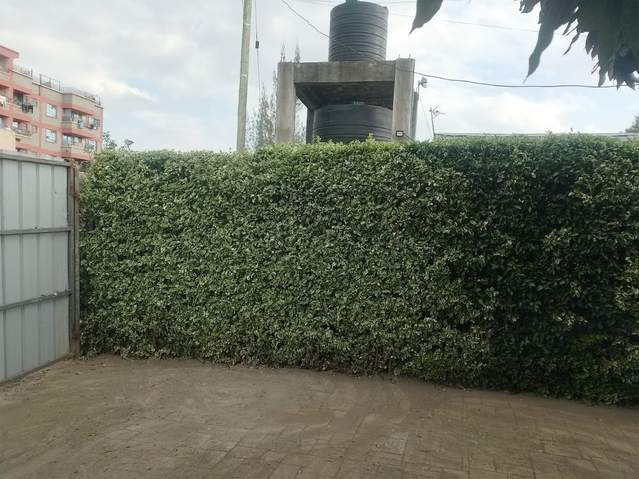 Dense boundary hedge by gate — by Kellyscappers Central