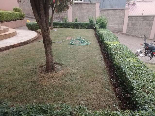 Lawn bordered by trimmed hedge — by Kellyscappers Central