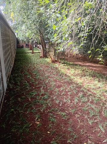 Grass runners planted along boundary wall (2) — by Kellyscappers Central