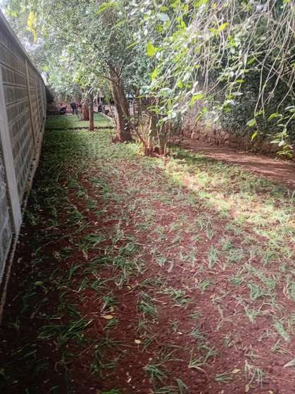 Grass runners planted along boundary wall — by Kellyscappers Central