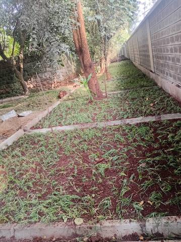 Grass runners planted beside concrete edging — by Kellyscappers Central
