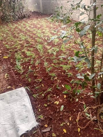 Grass runners planted in red soil around shrub — by Kellyscappers Central