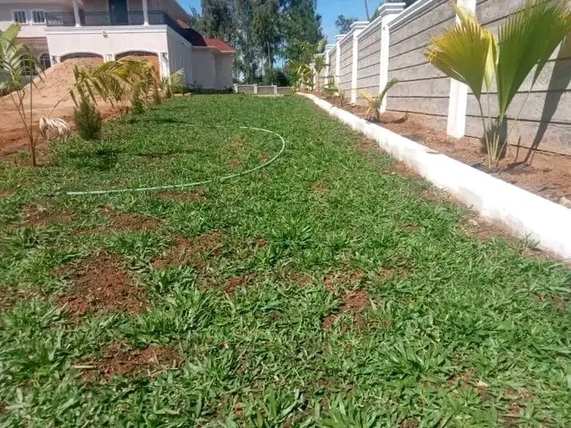 New lawn along perimeter wall with palms — by Kellyscappers Central