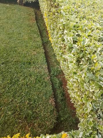 Crisp lawn edge along hedge — by Kellyscappers Central