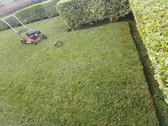 Mower beside trimmed hedge lawn — by Kellyscappers Central