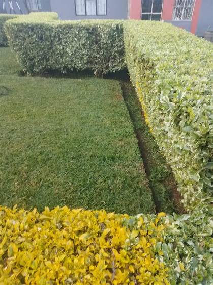 Neat lawn edge at hedge corner — by Kellyscappers Central