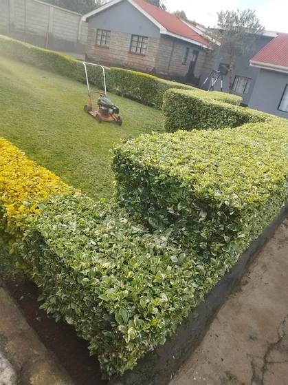 Red mower lawn beside trimmed hedge — by Kellyscappers Central
