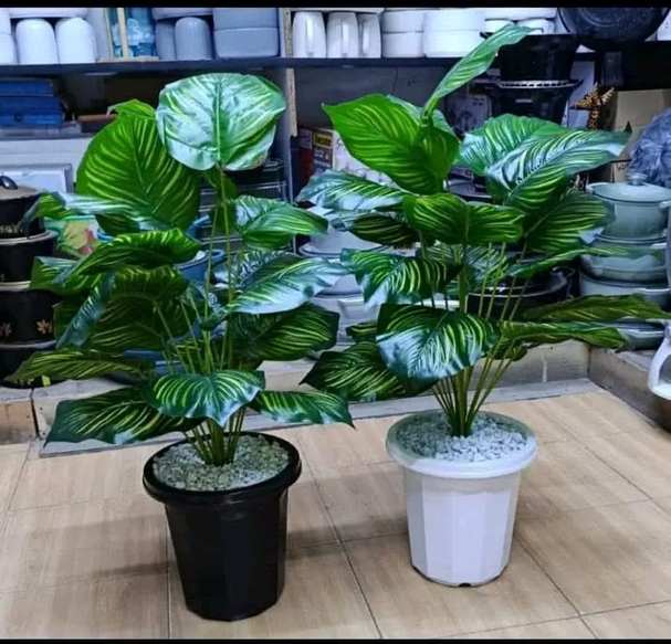 Indoor & Outdoor Plants — Kellyscappers Central
