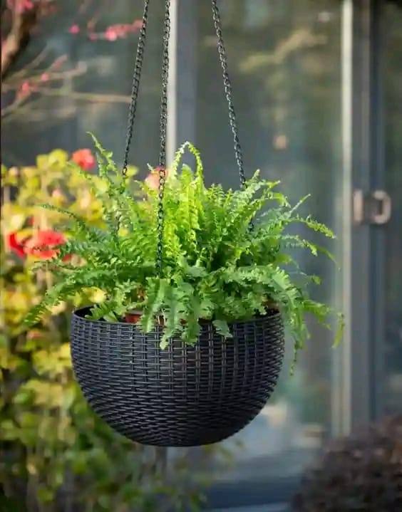 Hanging basket fern in black woven planter — by Kellyscappers Central