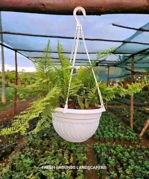 Hanging basket fern in white planter nursery — by Kellyscappers Central