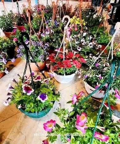 Hanging baskets flowering petunias nursery — by Kellyscappers Central