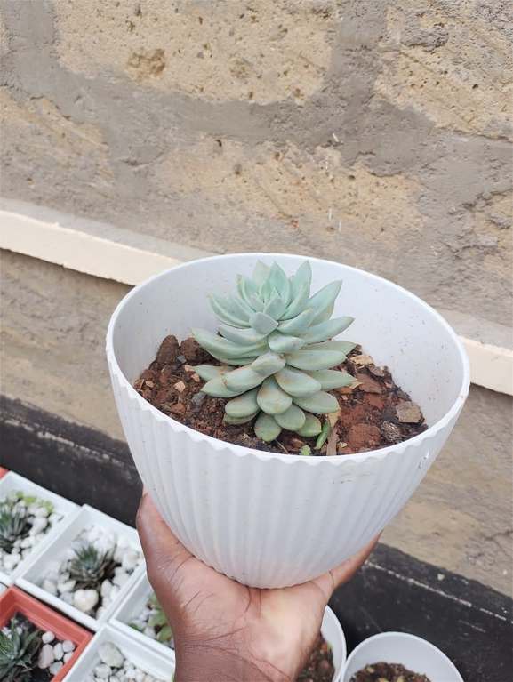 Pale succulent in white ribbed pot — by Kellyscappers Central
