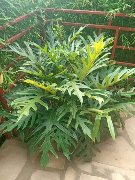 Philodendron foliage plant outdoor corner — by Kellyscappers Central