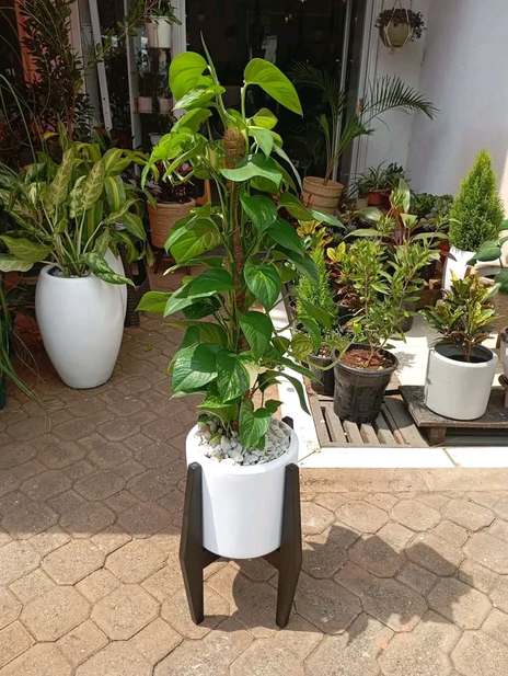 Pothos on moss pole in white pot with stand — by Kellyscappers Central