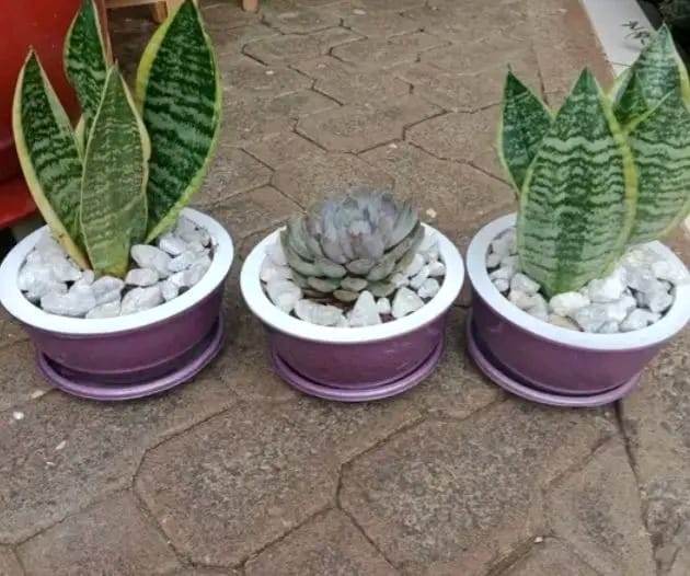 Sansevieria and succulent in purple pots — by Kellyscappers Central