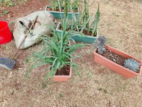 Sansevieria and succulents in planter boxes (2) — by Kellyscappers Central