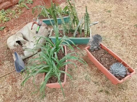 Sansevieria and succulents in planter boxes — by Kellyscappers Central