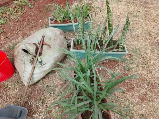 Potted Plants — Kellyscappers Central