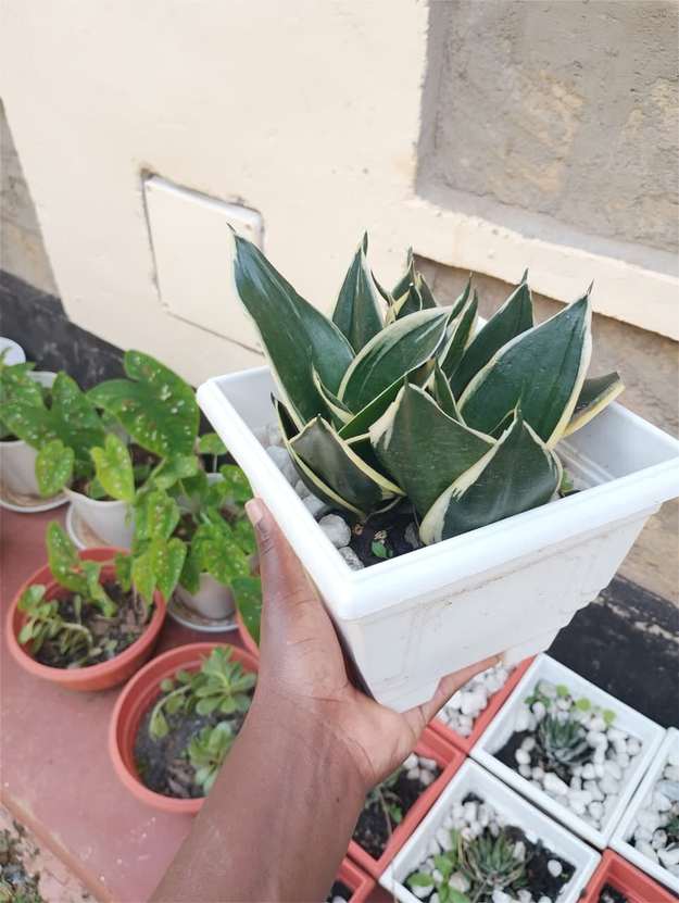 Sansevieria in white square pot — by Kellyscappers Central
