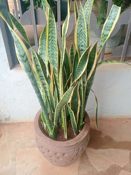 Sansevieria snake plant in ceramic pot — by Kellyscappers Central