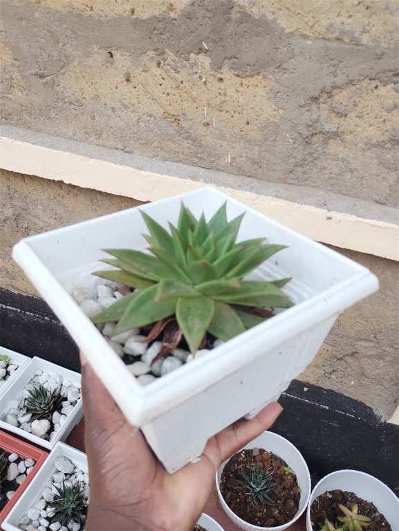 Succulent in white square pot with pebbles — by Kellyscappers Central
