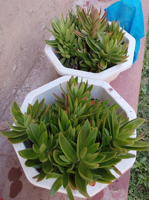 Succulents in white octagonal pots — by Kellyscappers Central