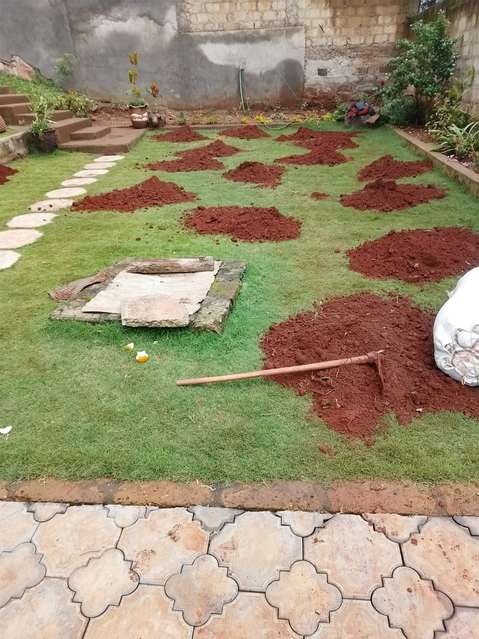 Red soil mounds on lawn — by Kellyscappers Central